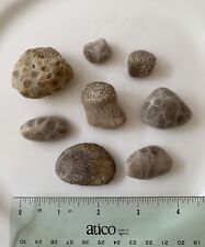 Lot of 8 Michigan Fossils Petoskey Coral Stones Unpolished Small/Medium picture