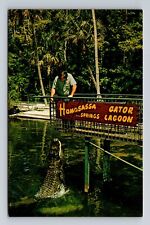 Homosassa Springs FL-Florida, Alligator Lagoon, Antique Vintage Postcard picture