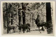 RPPC Deer, On The Alert, Winter Scene, Snow, Vintage Real Photo Postcard picture
