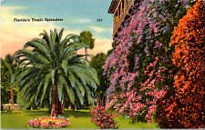 Vintage 1940's Florida's Tropical Splendors Sunshine Flowers Play FL Postcard picture