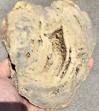 900g Agatized Coral Fossil Geode Botryoidal UV Withlacoochee River, Florida picture