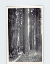 Postcard Giant Redwoods of the Redwood Empire San Francisco California USA picture