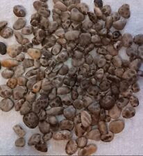 Michigan Petoskey Stones Lot Small Unpolished Crafting Or Jewelry Rocks picture