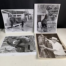 Vintage Stallion Photos Late 1970s, Working The Farm Horse Lot 8x10 Photography picture
