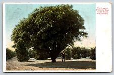 Vintage Largest Umbrella Tree In The World California Divided Back Postcard D9 picture