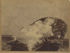 Baby child postmortem large antique 19th century photo picture