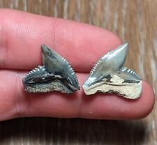 Beautifully Serrated Pair Of BV Tiger Shark Teeth picture