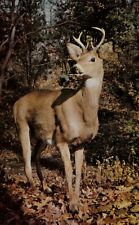 Vintage Deer Postcard  YOUNG DEER IN AUTUMN FOREST   UNPOSTED CHROME picture