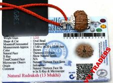 13 Mukhi Rudraksha Thirteen Face Rudraksh Java Bead Lab Certified Size 16-18 MM picture