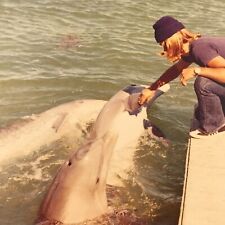 Vintage 1975 Color Photo Woman Feeding Petting Dolphins Aquarium Snapshot picture