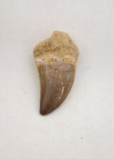 3.1 Inche Rare Mosasaur Tooth Fossil Prognathodon  teeth Morocco Fossilized #E86 picture