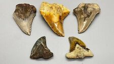 Group - 5 beautiful and colorful Fossil EXTINCT SNAGGLETOOTH Shark Teeth-Indo picture