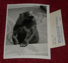 1952 Press Photo Bathing Bear London Zoo picture