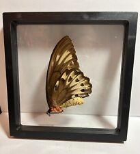 Vintage 60s MCM Real Taxidermy Butterfly Ornithoptera Priamus Urvillianus FEMALE picture