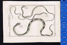 Boiga (Dog-toothed)-Fil (Wire)-Minime (Minimal) Snakes 1789 Bonnaterre Engraving picture