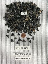 Lot of 25 fossilized 1/2 - 5/8 inch shark teeth from Venice Florida ( INLAND )  picture