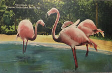 Vintage Postcard ~ Pink Flamingos Bathing At Tropical Hobbyland Miami Florida Fl picture