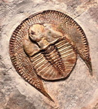 Trilobite Declivolithus titan Trilobiten Fossil - Morocco picture
