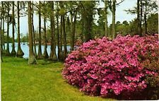 Vintage Postcard- Greenfield Gardens, Wilmington, NC. 1960s picture