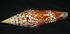 145 mm RARE LARGE Conus Milneedwardsi Cone Seashell GREAT PATTERN #AB5 picture