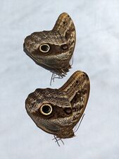 WHO-WHO 2 BEAUTIFUL CALIGO SERVILLE OWL BUTTERFLYS FROM PERU $20.00,SHIPING$8.50 picture