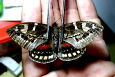 castnia thysanette male, hard to get now, see photo for quality picture
