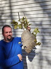 HUGE Bald faced Hornet Nest Great Quality, This Year Hymenoptera Vespa Insect picture