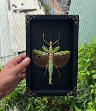 Real Frame Giant Walking Stick Ins Shadow Box Taxidermy Insect Occult Home Decor picture