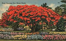 Vintage Postcard 1930's Royal Poinciana Tree Colorful Child Of Nature Miami FL picture