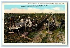 Harvest Time In The Great Control Grape Belt Along Lake Erie Ripley NY Postcard picture