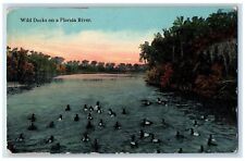1913 View Of Wild Ducks On A Florida River Miami FL Posted Antique Postcard picture