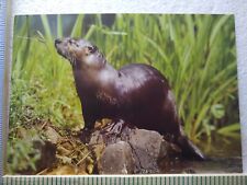 Postcard Otter North American Wildlife picture