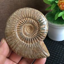 136g Rare natural rough polished white conch fossil Ammonite  md547 picture