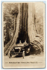 c1920's The Big Hallow Tree Stanley Park Vancouver BC Canada RPPC Photo Postcard picture