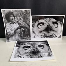 Vintage Great Horned Owl Photos Lot Of 3 8x10 Bird Photography  picture