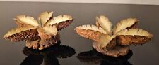 Pair Vintage Handcrafted Austrailian Nut/ Seed Pod Candle Holders picture