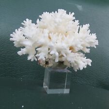 Real White Coral, Coral With Crystal Base, Beautiful Natural Coral, Coral Decor picture