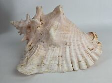 Huge Queen Conch Sea Shell 10.5” Unique Large Natural  Beach Decor Nautical picture