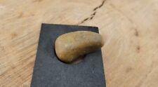 Dinosaur Tooth Fossil 30g picture