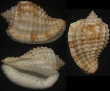 Tonyshells Seashell Morum joelgreenei SUPERB 29mm F+++/gem, superb nice specimen picture
