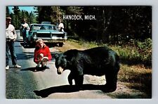 Hancock MI-Michigan, Wild Michigan Black Bear, Antique, Vintage Postcard picture