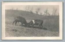 Dairy Cows Grazing on Grass Together RPPC Antique Photo Postcard 1910s picture