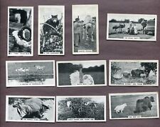 1934 MAJOR DRAPKIN CIGARETTES LIFE AT WHIPSNADE ZOO 10 TOBACCO CARD LOT picture