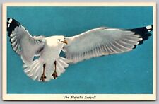 Postcard Majestic Seagull UNP VTG Anderson Sundry Portland OR Oregon Unused picture