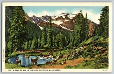 Olympia, Washington WA - A Band of Elk in the High Olympics - Vintage Postcard picture
