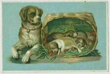 Wonderful Mama Dog and Basket of Puppies - Victorian Trade Card ca.1885 picture