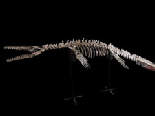 Rare Authentic 3-Meter Mosasaurus Skeleton Fossil from Khouribga, Morocco, picture
