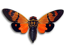 Real gaeana festiva Orange Type Unmounted Cicada Butterfly Ready Ship USA picture