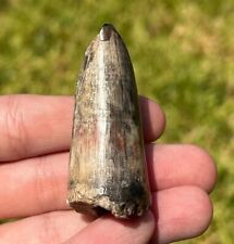 HUGE Sarcosuchus Tooth 2.1” Niger SUPER CROC Crocodile Dinosaur Tooth picture