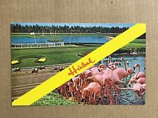 Postcard Florida Hialeah Horse Race Track Banner Greetings Flamingo￼s Vintage PC picture